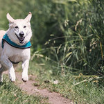 犬種を問わないベストな首輪／避けるべき首輪とは？