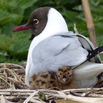 赤ちゃん言葉は脳を活発にする？ 親鳥から鳴き方を学ぶひな鳥は、さえずり上手なことが発覚！