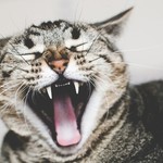 脳のサイズが大きいほど、「あくび」も大きくなるらしい