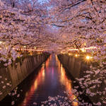 部門別【お花見・東京】ライトアップから穴場まで5年通った桜の名所ほか〜木曜のライフハック記事まとめ